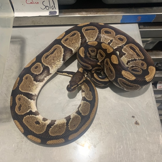 Raven Ball Python by Freedom Breeder