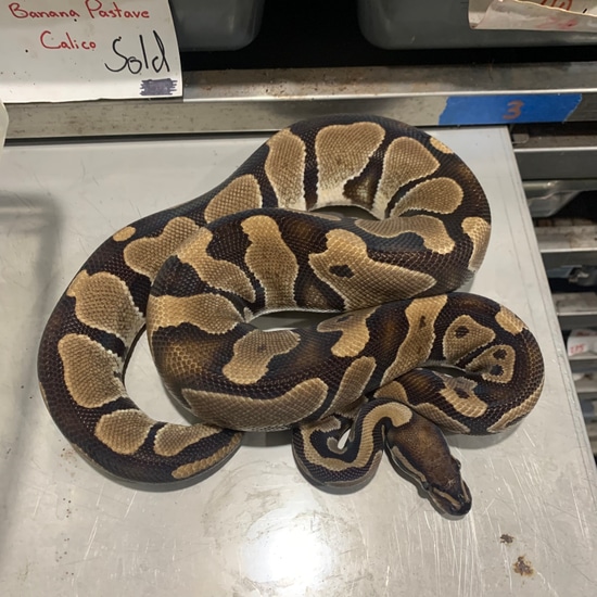 Scaleless Head Ball Python by Freedom Breeder