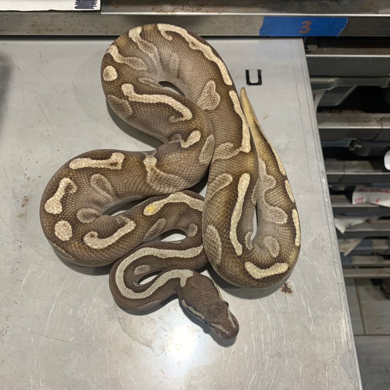 GHI Lesser / Phantom Het Pied Ball Python by Freedom Breeder - MorphMarket