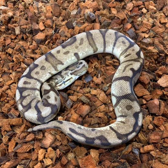 Bumble Bee Raven Ball Python by Freedom Breeder