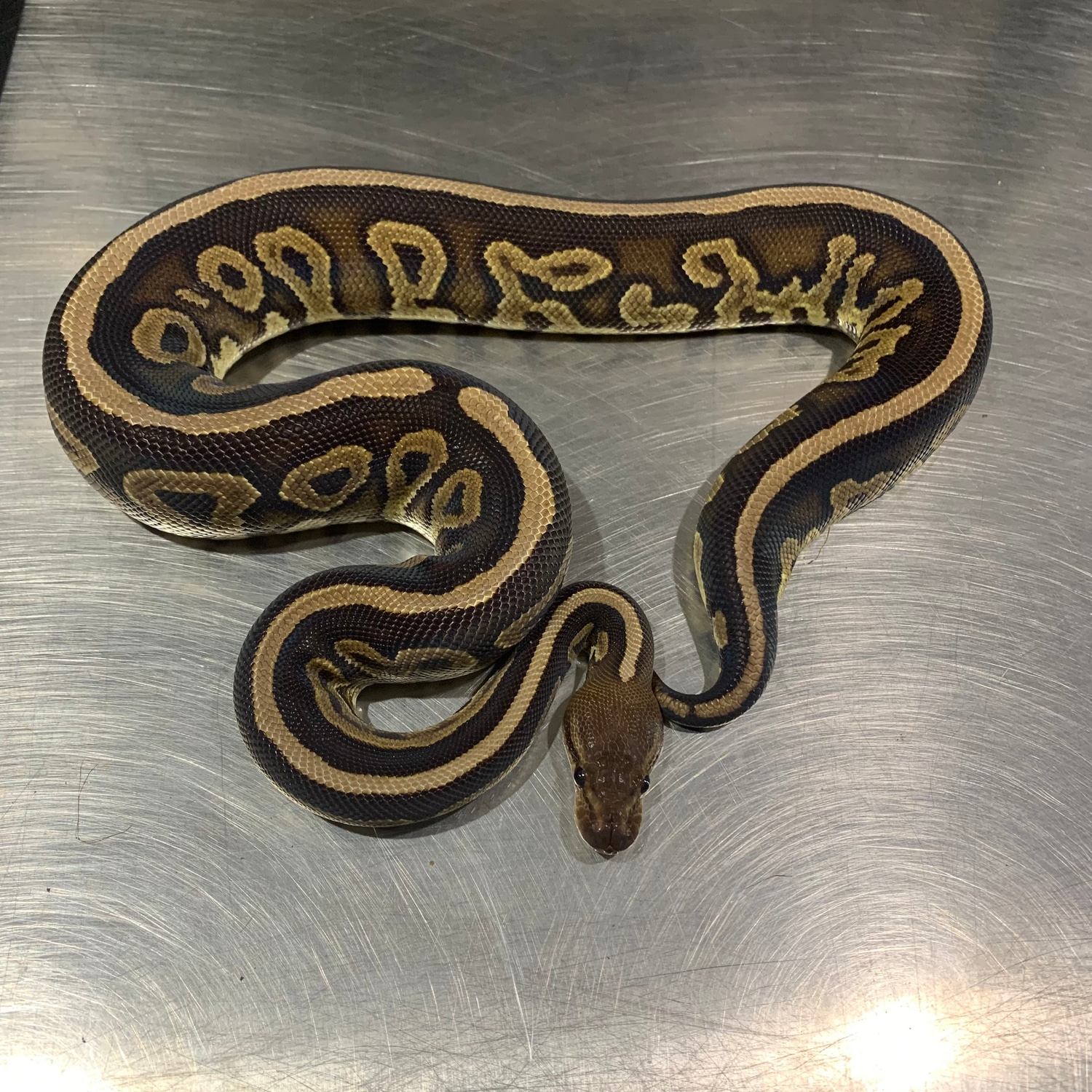 Cinnamon Arroyo Ball Python by Freedom Breeder - MorphMarket