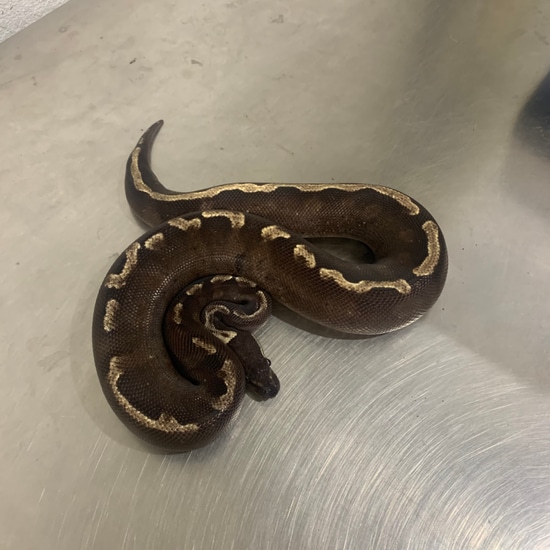 Super GHI Mojave Het Albino Ball Python by Freedom Breeder