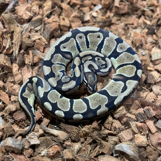 Vanilla/fire Pos. Arroyo Ball Python by Freedom Breeder