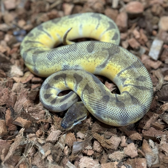 Super Enchi Sunset Ball Python by Freedom Breeder