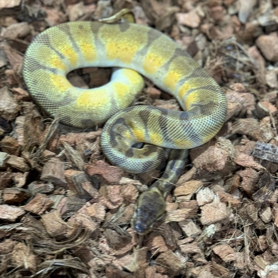 Super Enchi Sunset Ball Python by Freedom Breeder