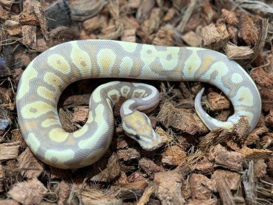 Coral Glow Mocha Ball Python by Freedom Breeder