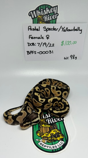 Pastel Specter / Yellowbelly Ball Python by Whiskey River Reptiles