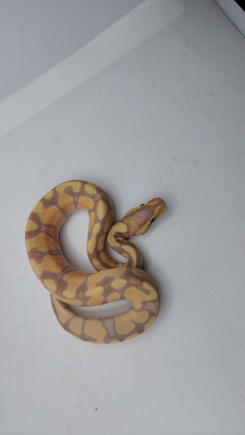 Banana Enchi POS Yellowbelly Ball Python by Kentucky Kreatures