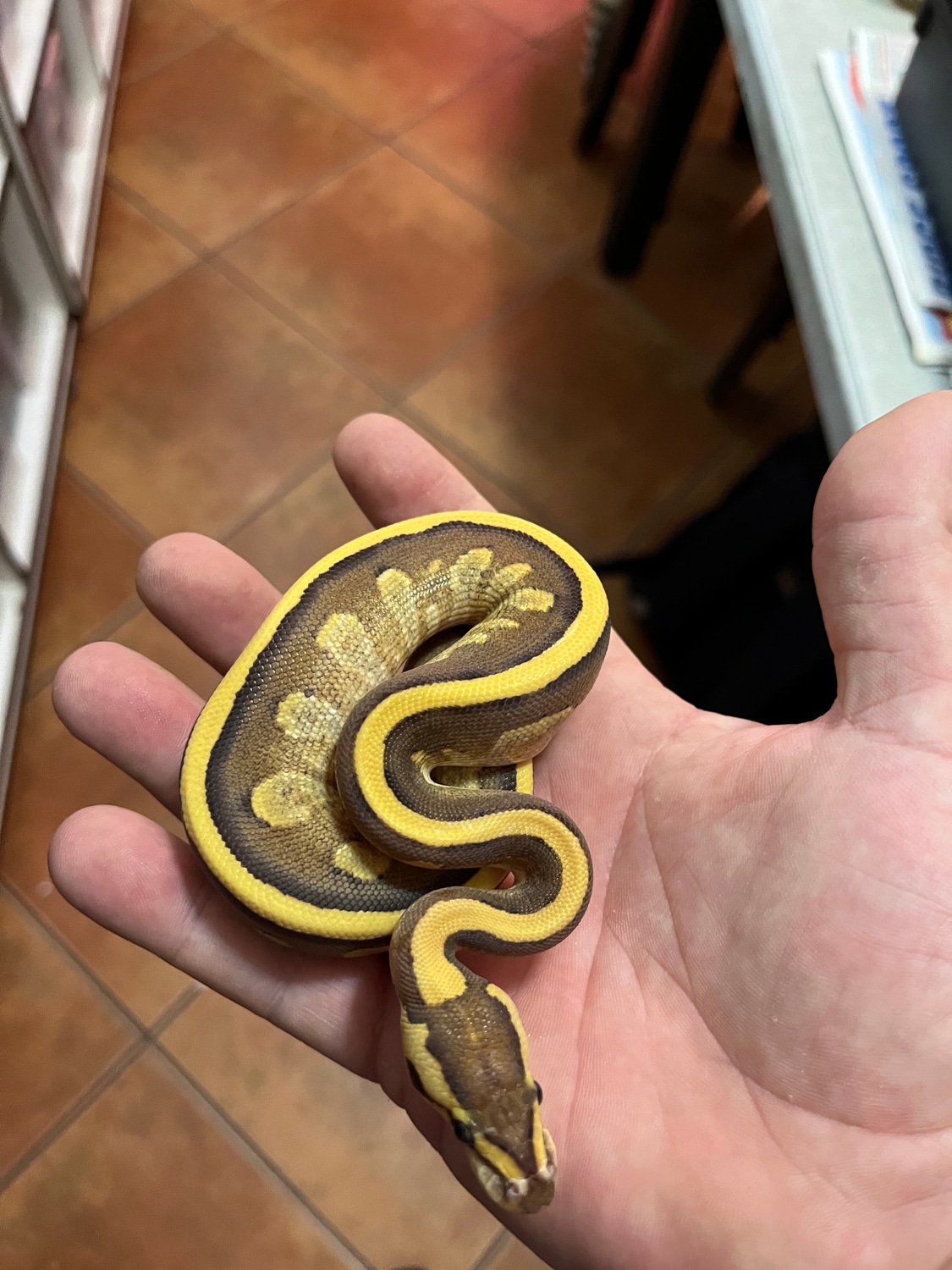Fire Mojave Yellow Belly Ball Python by RepliXotics - MorphMarket