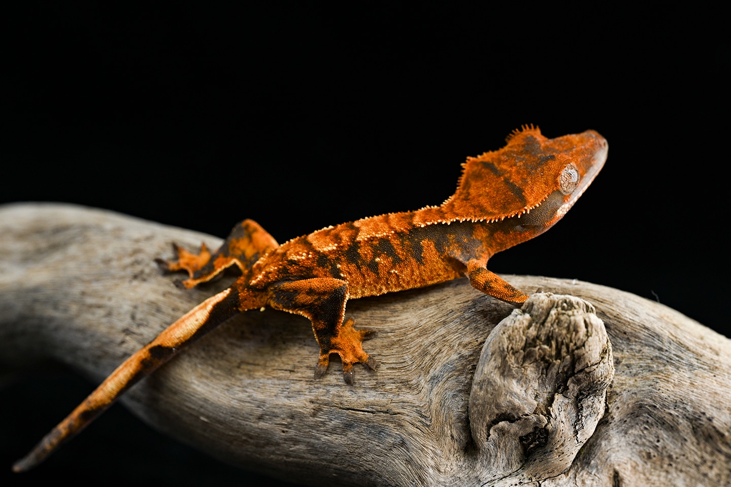 Halloween Extreme Harlequin Crested Gecko by Fringemorphs - MorphMarket