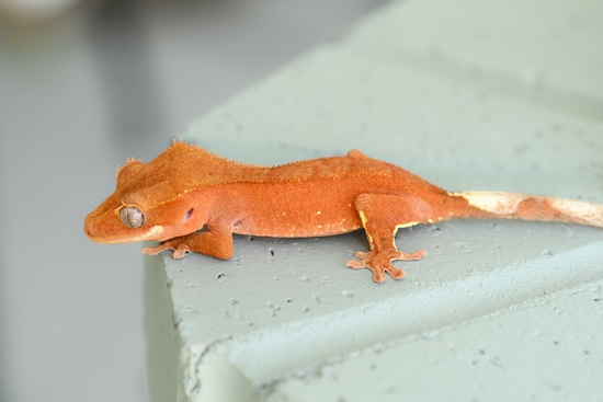 Patternless Red Crested Gecko By Fringemorphs