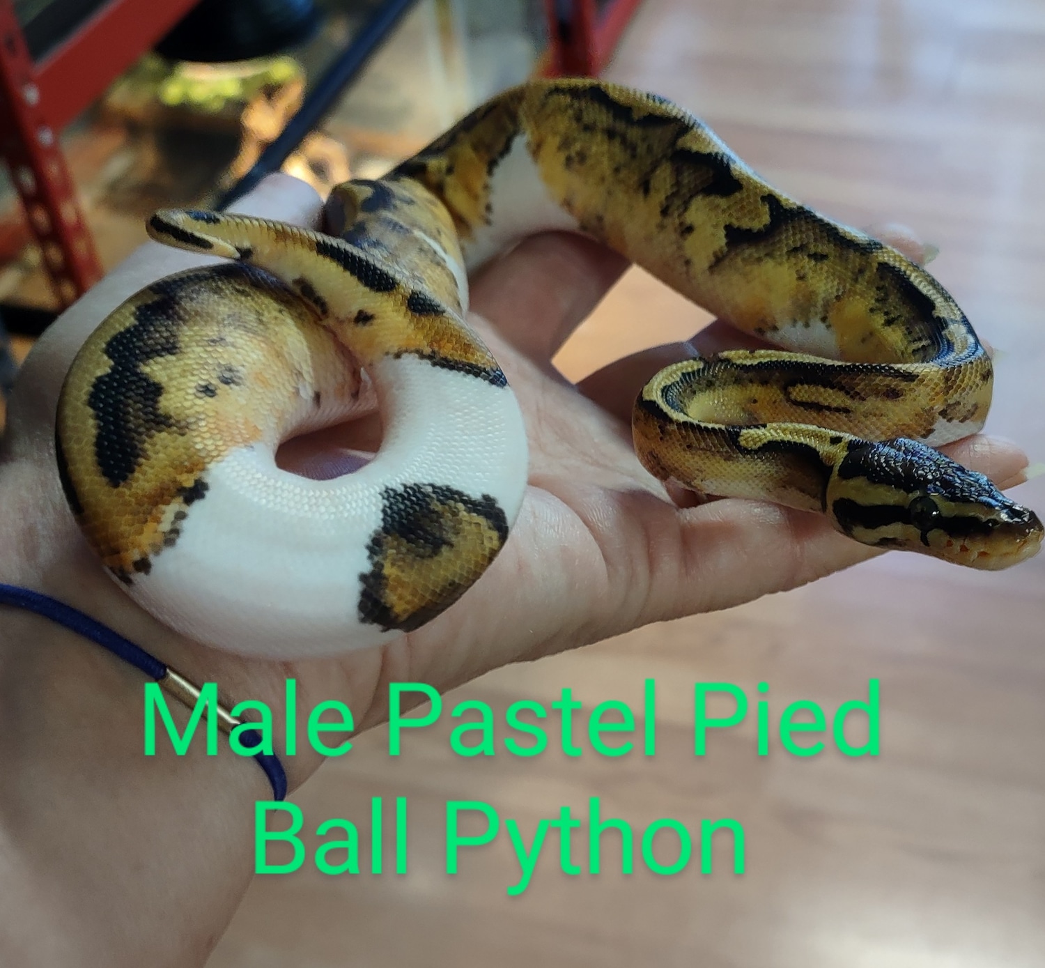 Pastel Pied Ball Python by HM's Reptiphibians - MorphMarket