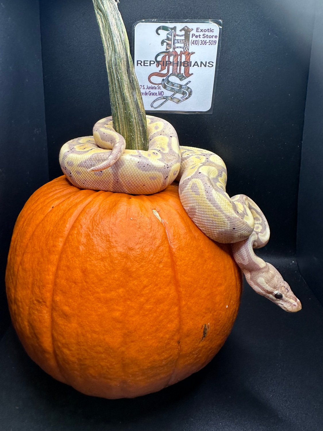 Banana Ball Python by HM's Reptiphibians MorphMarket