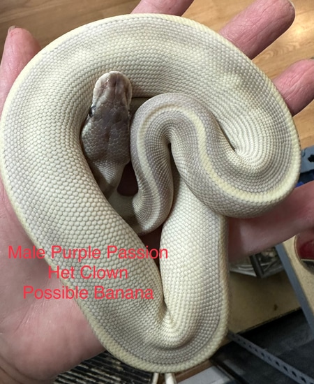 Purple Passion Ball Python by HM's Reptiphibians