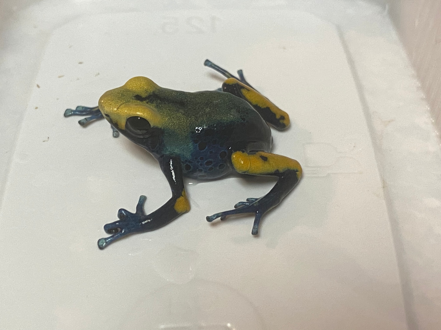 Tumucumaque Dyeing Dart Frog by Frogs Direct - MorphMarket