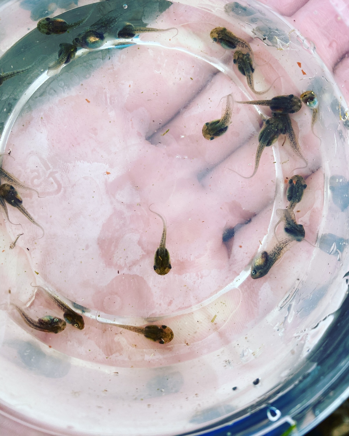 Red Eye Tree Frog Tadpoles RedEyed Tree Frog by Frogs Direct MorphMarket