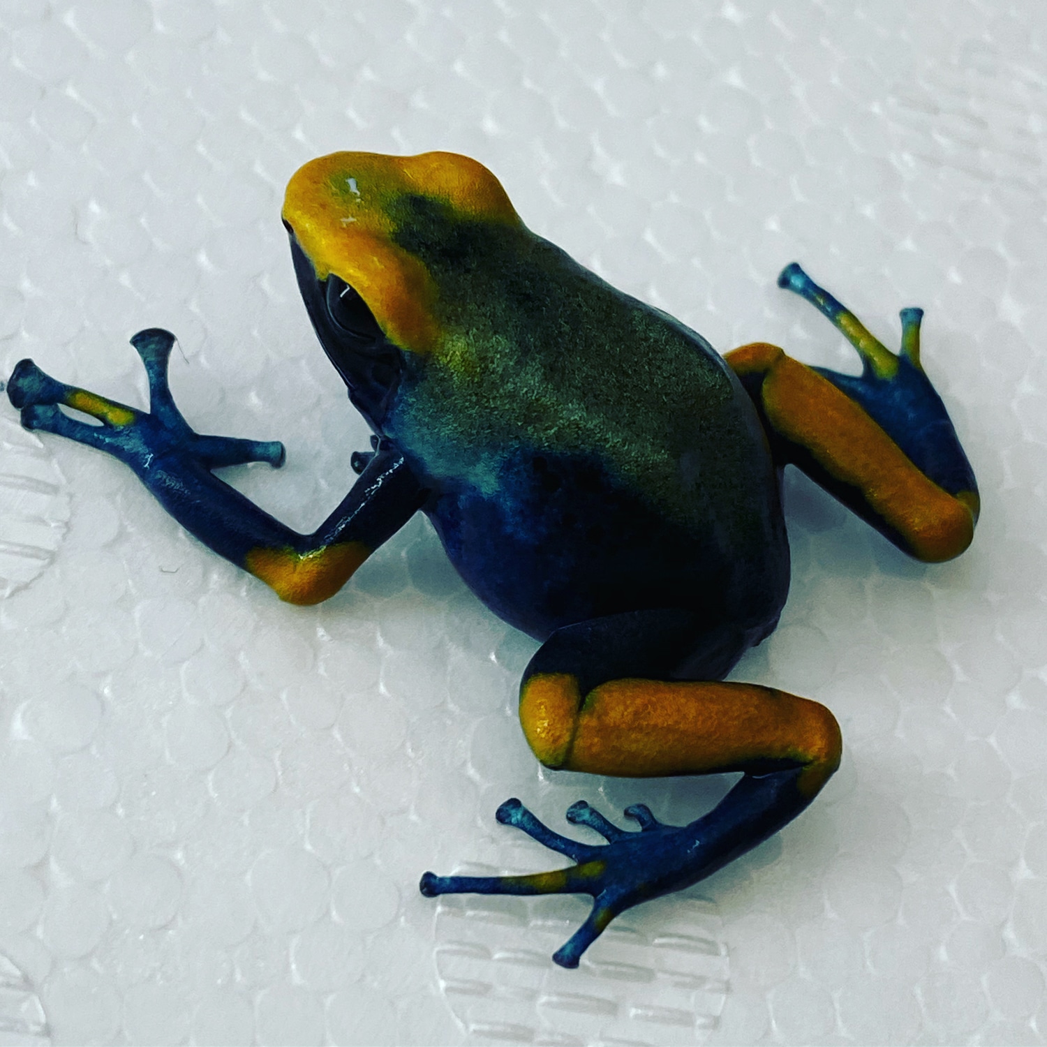 Tumucumaque Dyeing Dart Frog by Frogs Direct MorphMarket