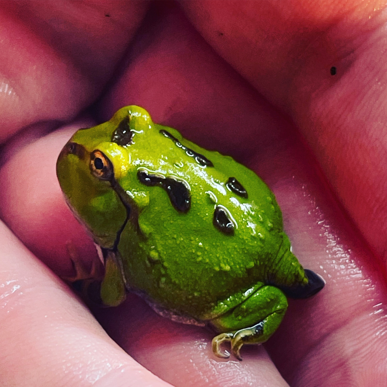 Rare!! Pacific Horned Frog by Frogs Direct MorphMarket
