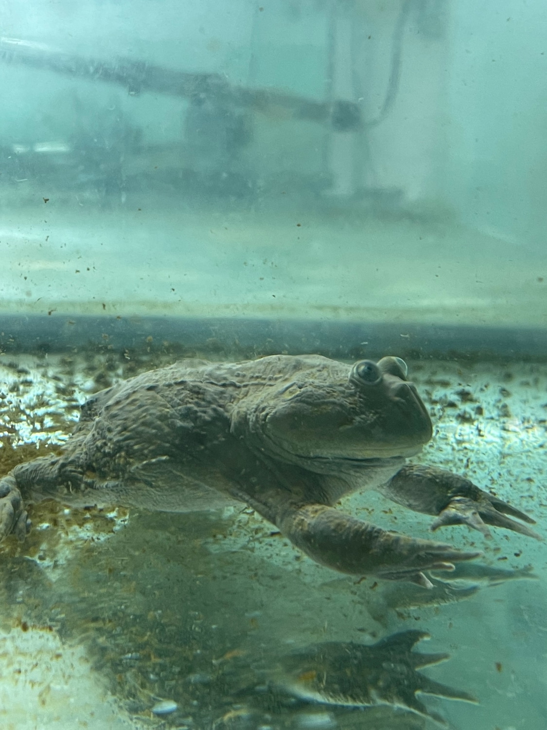 Budget Frog Horned Frog by Frogs Direct MorphMarket