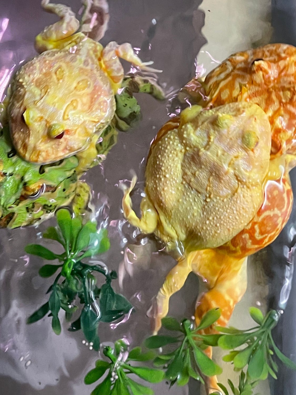 Pacman Tadpoles Horned Frog by Frogs Direct MorphMarket