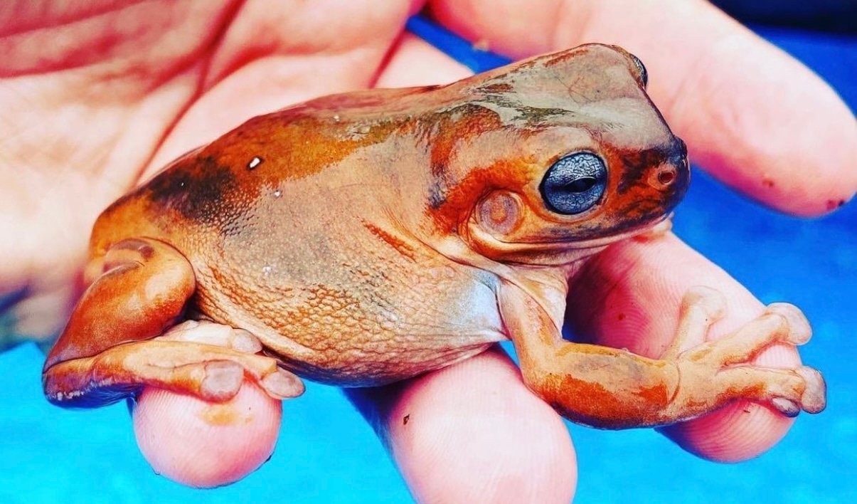 how much does a white tree frog cost