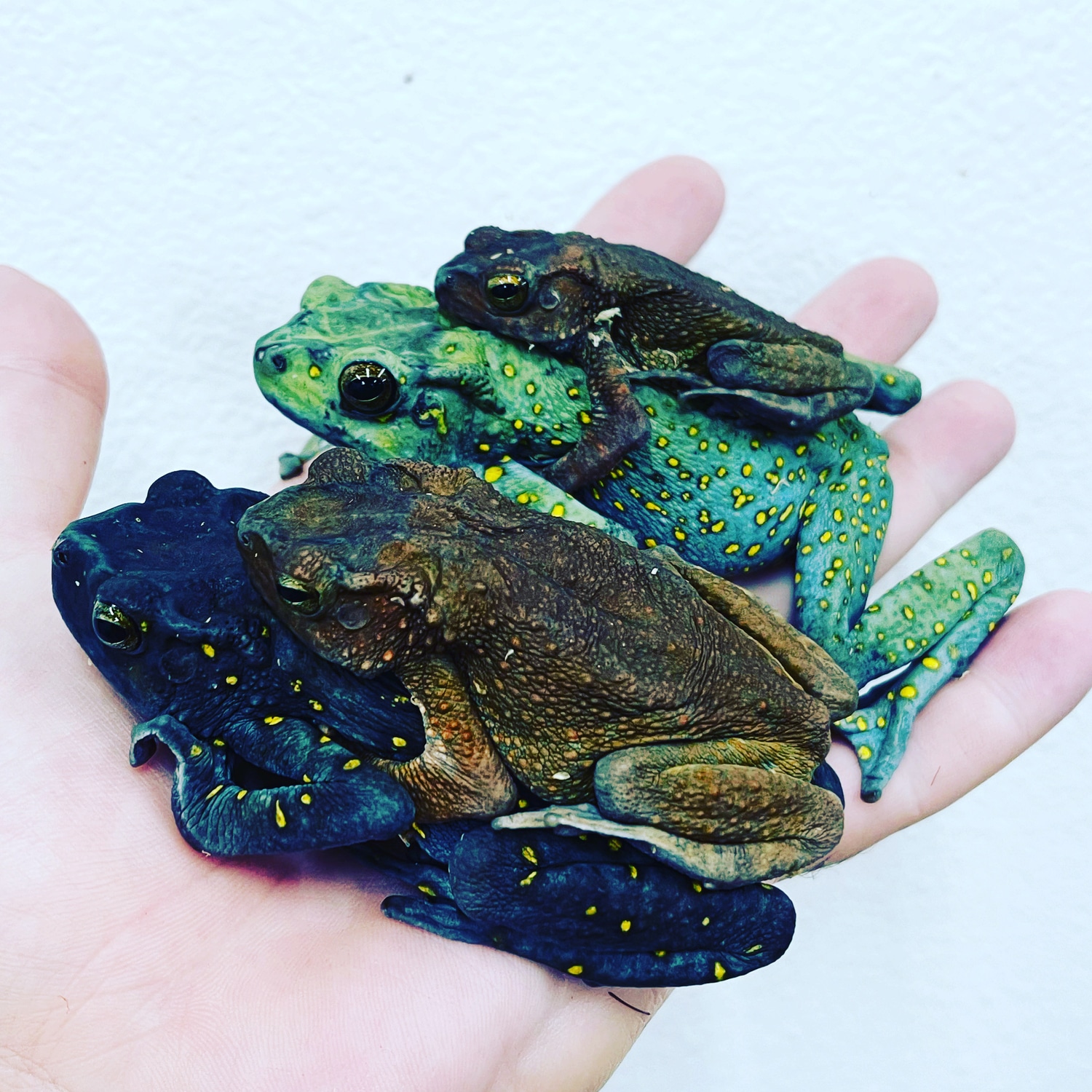 Yellow Spotted Climbing Toad Tadpoles by Frogs Direct MorphMarket