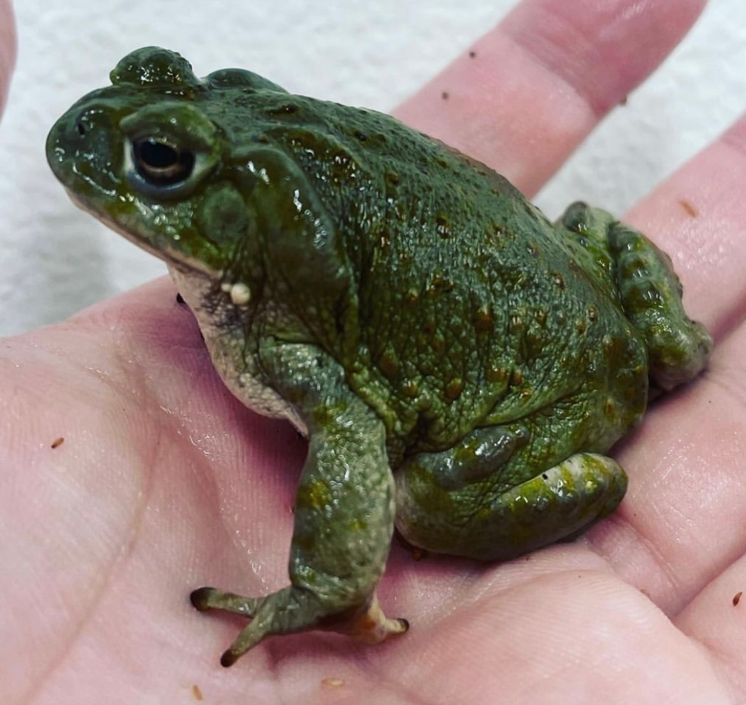 Juvie Colorado River Toads Horned Frog by Frogs Direct MorphMarket