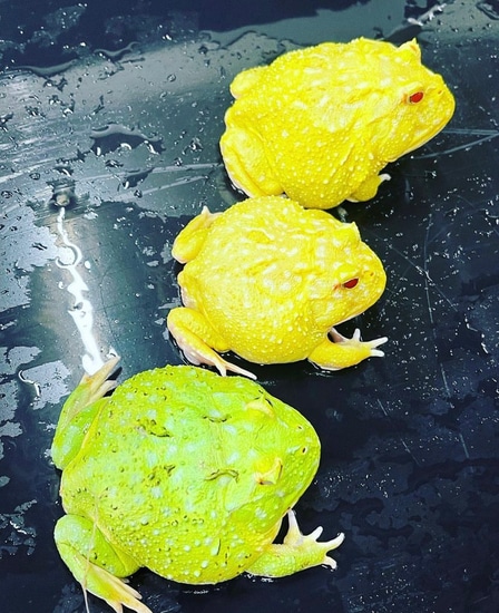Visual Reference: How To Breed Pacmans Pacman Frog By Frogs Direct