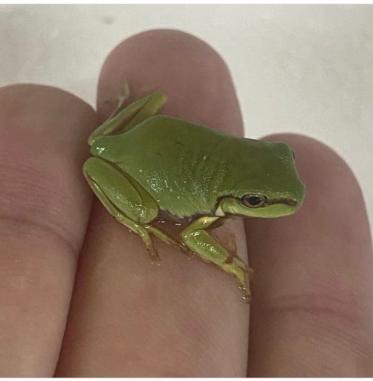 Wholesale Australian Whites Tree Frogs White's Tree Frog by Frogs Direct
