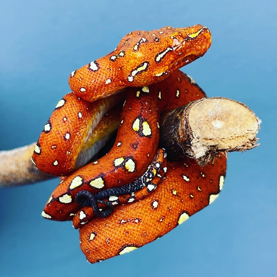 Well Established Green Tree Python by Frogs Direct