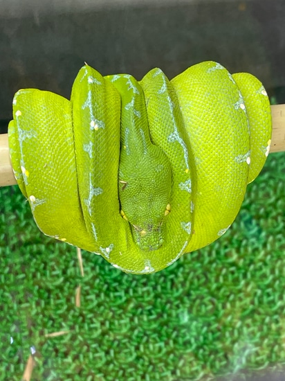 Sorong Green Tree Python by Frogs Direct