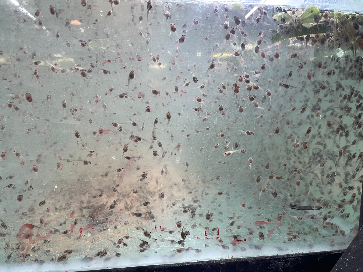 24 Lot Of Whites Tadpoles White's Tree Frog by Frogs Direct MorphMarket