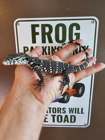Indo Import Axanthic Water Monitor by Frogs Direct