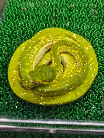 Green Tree Green Tree Python by Frogs Direct