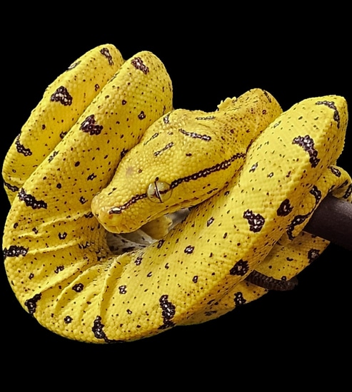 Merauke Green Tree Python by Frogs Direct