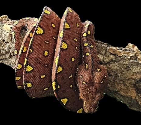 Red Biak Green Tree Green Tree Python by Frogs Direct