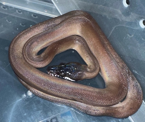 Southern White Lip Python White-Lipped Python by Frogs Direct