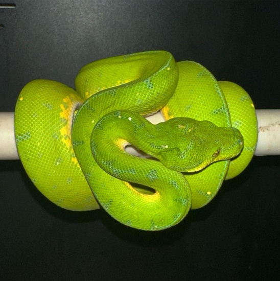 Cyclops Green Tree Python by Frogs Direct