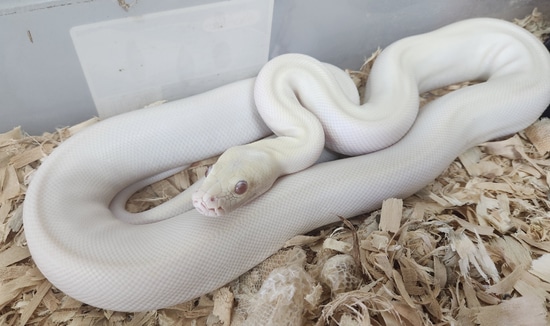 Blizzard Burmese Burmese Python by From Cute to Creepy