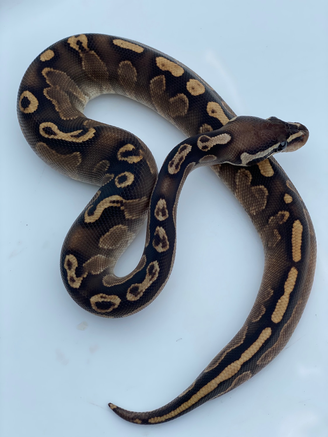 GHI Lesser Ball Python by From The Darkside - MorphMarket