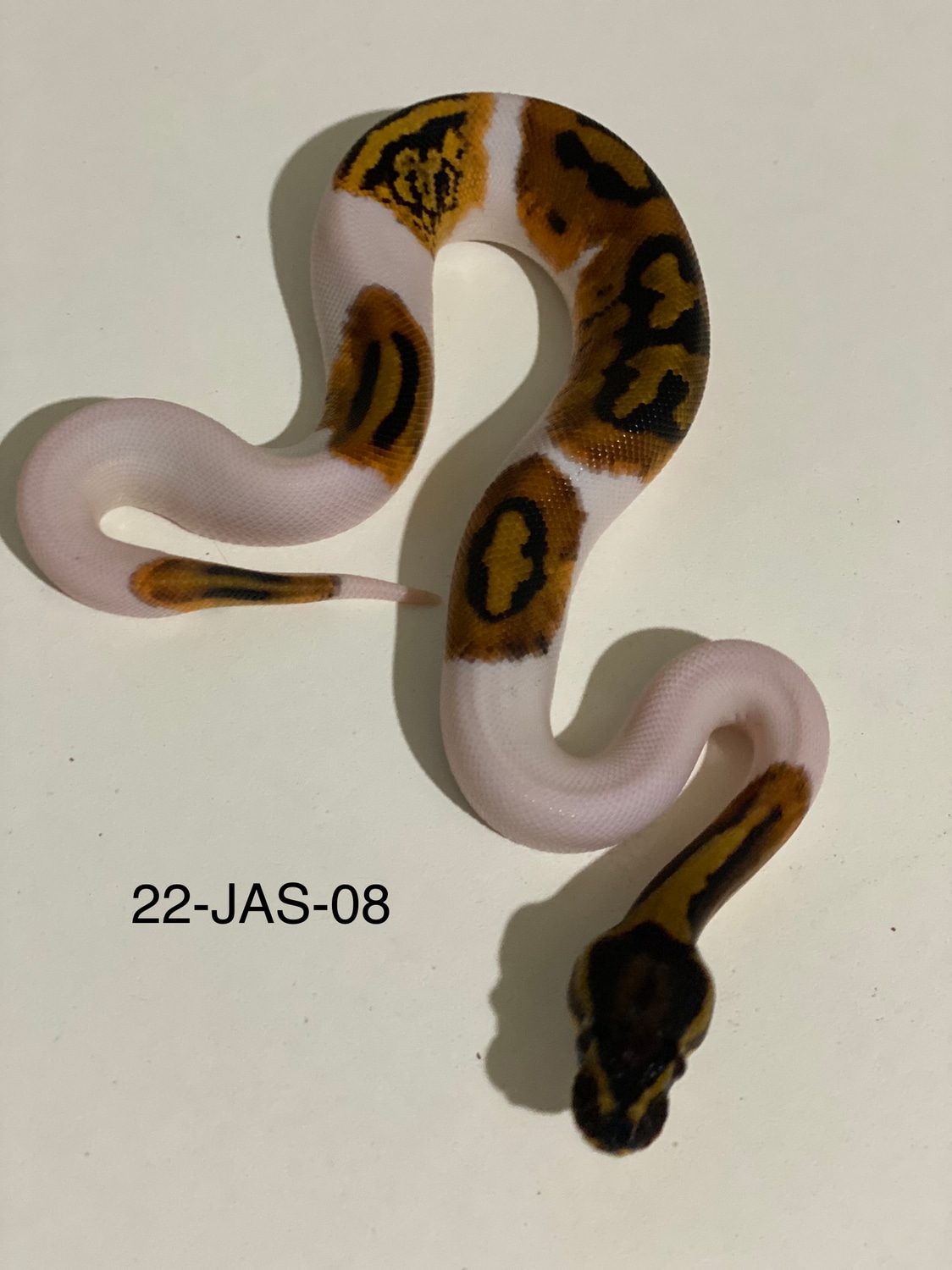 Pied Paradox Ball Python by From The Darkside - MorphMarket