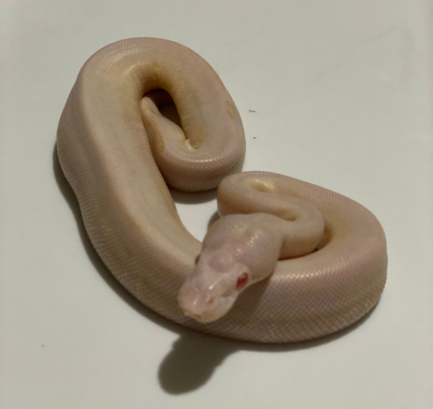 VPI Snow Ball Python by From The Darkside - MorphMarket