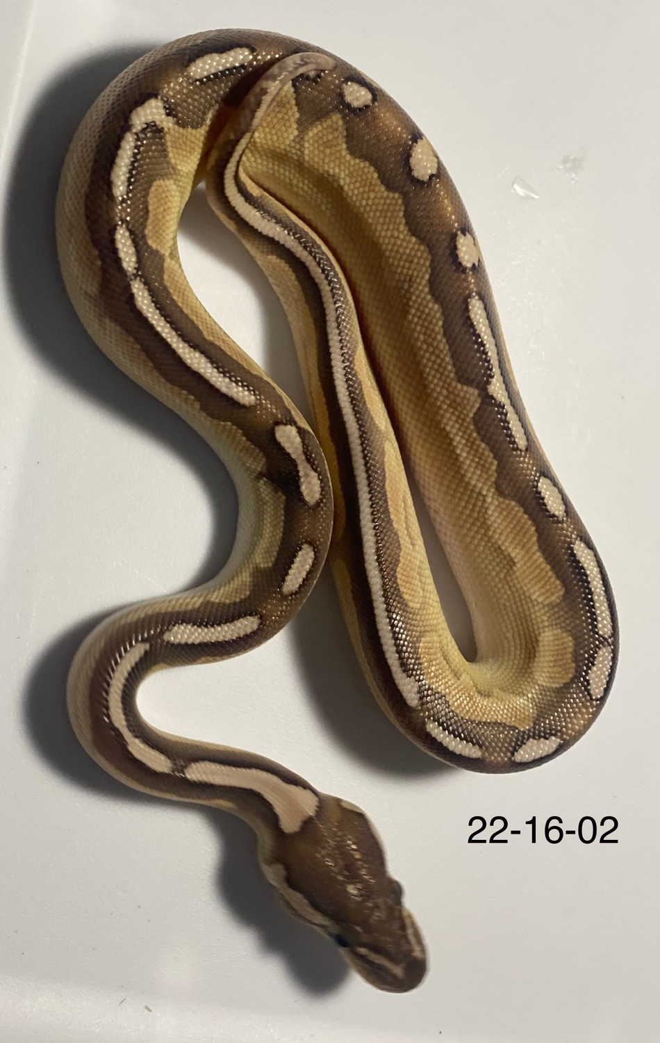Cinnamon Lesser Ball Python by From The Darkside - MorphMarket