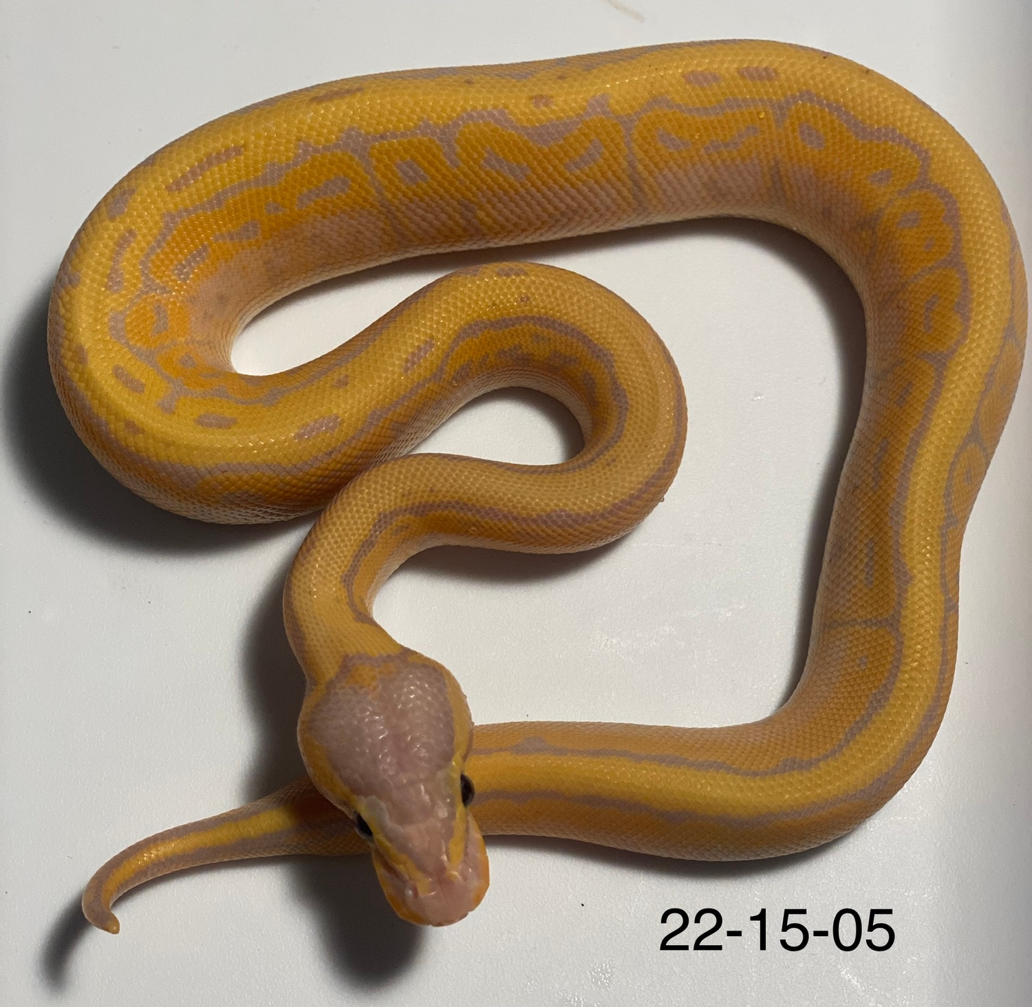 Banana Kingpin Ball Python by From The Darkside MorphMarket