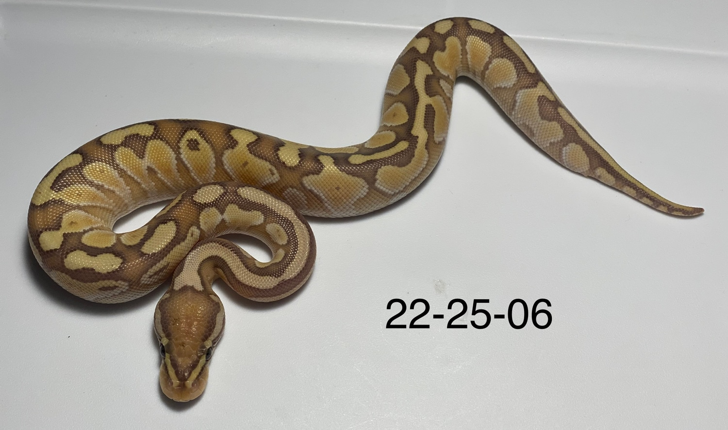 Banana Lesser Ball Python by From The Darkside MorphMarket