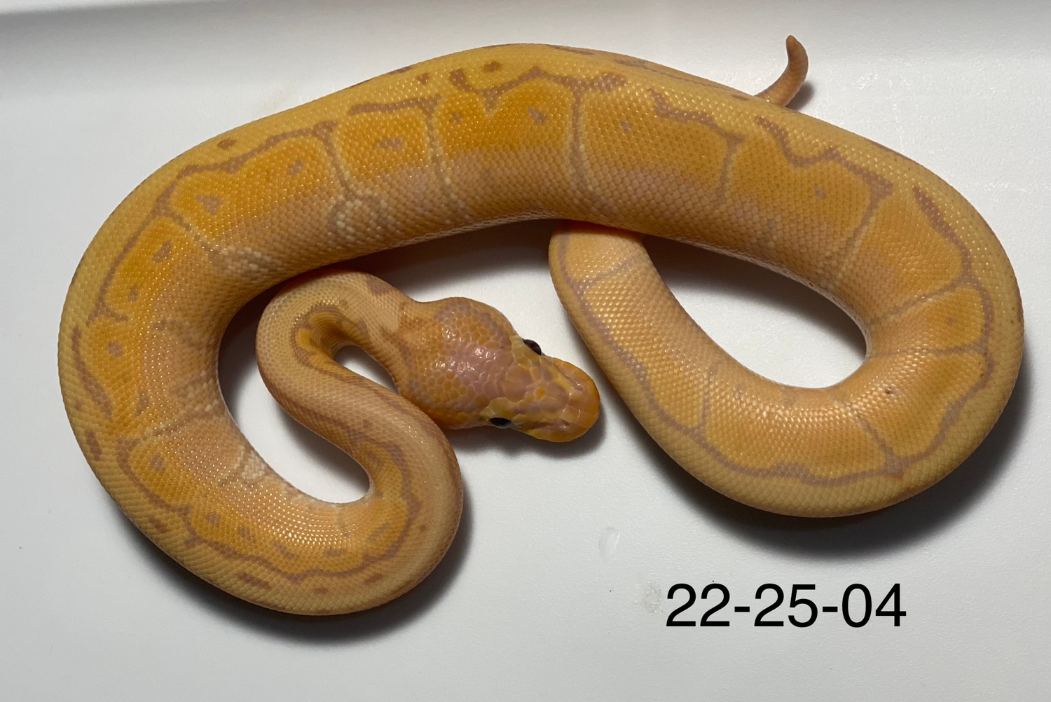 Banana Kingpin Ball Python by From The Darkside MorphMarket