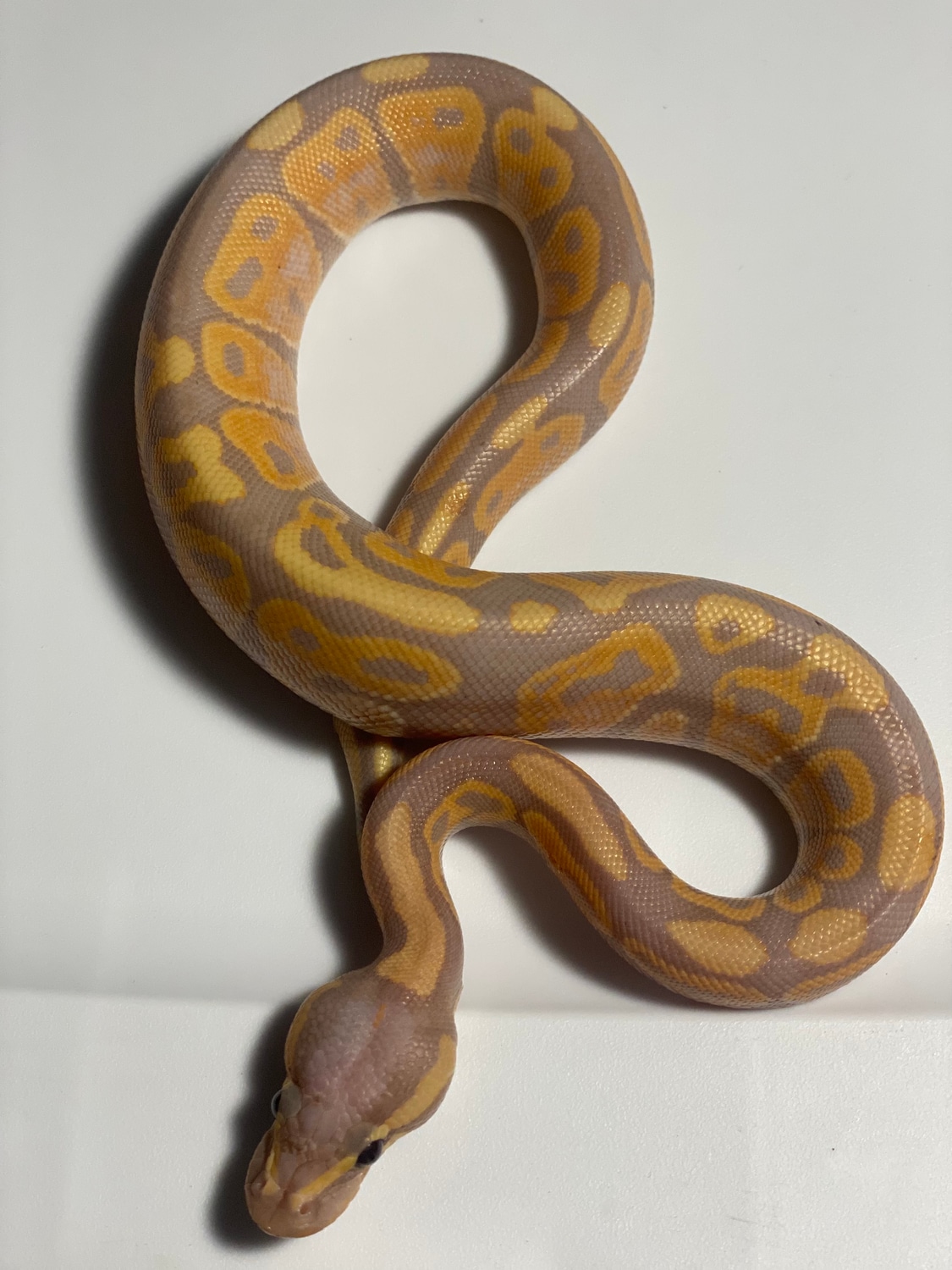 Banana Ball Python by From The Darkside - MorphMarket