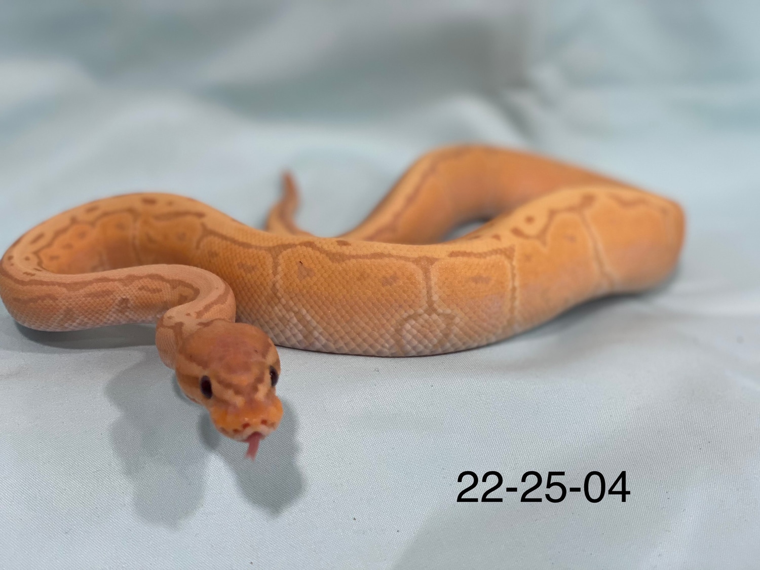 Banana Kingpin Ball Python by From The Darkside MorphMarket