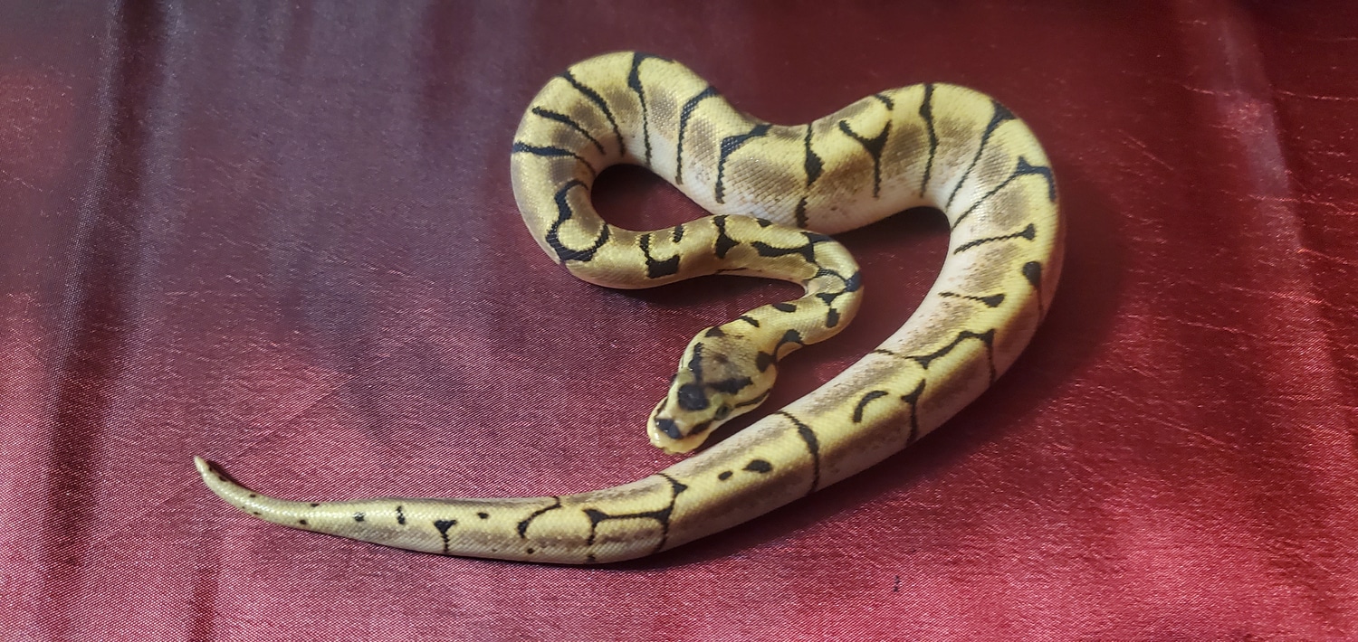 Stinger Bee (Banded Pattern) Ball Python by Frosty Pythons - MorphMarket