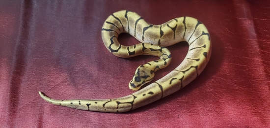 Stinger Bee (Banded Pattern) Ball Python by Frosty Pythons